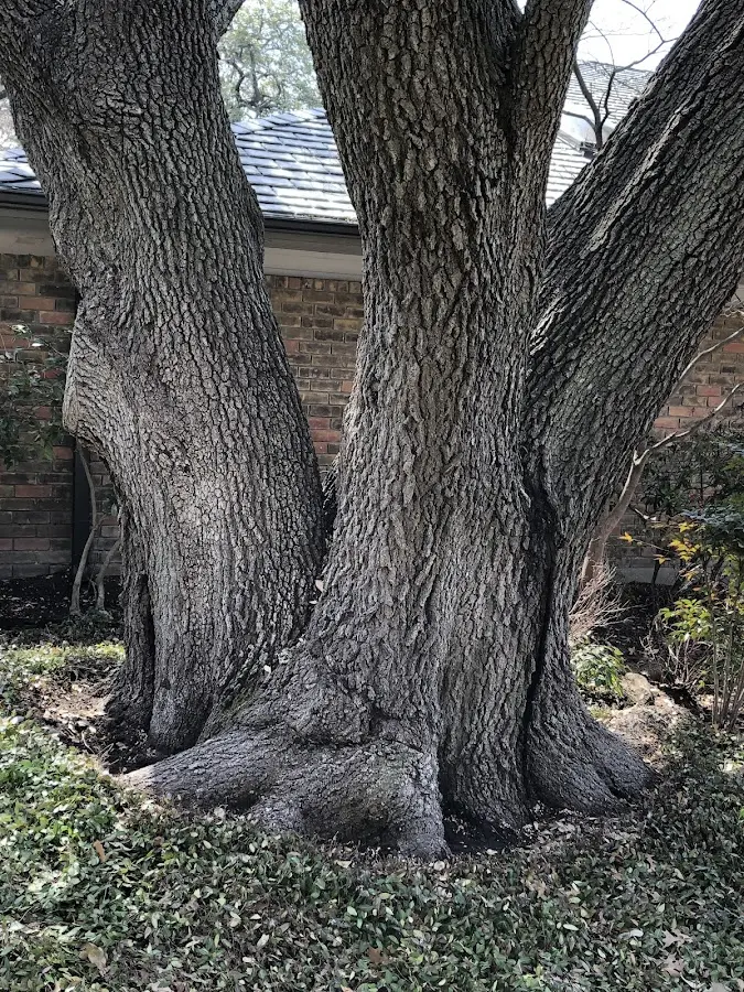 Mature heritage tree close to a Virginia City property cared for by certified arborists